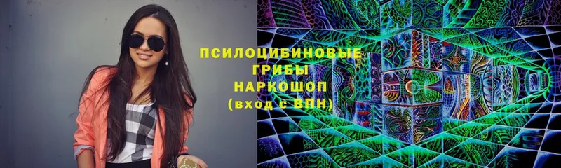 Псилоцибиновые грибы Psilocybine cubensis  Горячий Ключ 